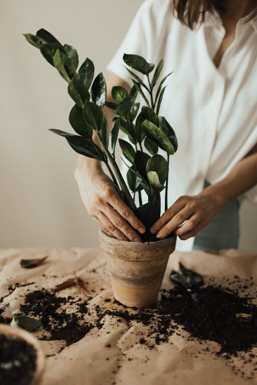 Tips for Creating a Sustainable Home Garden All Year Round